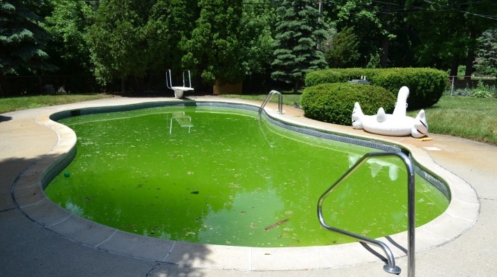 green pool blog